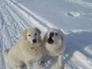 собака маремма (2 фотографии)